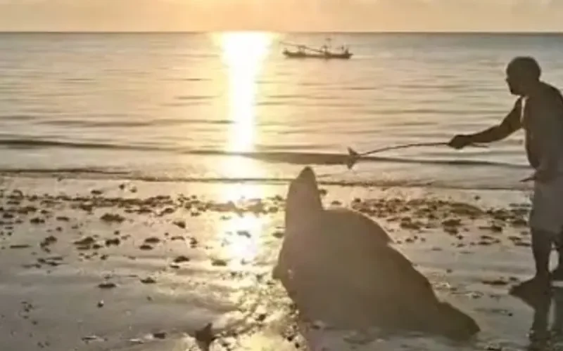 Elefante-marinho é molestado por banhistas em praia de Alagoas; veja vídeo