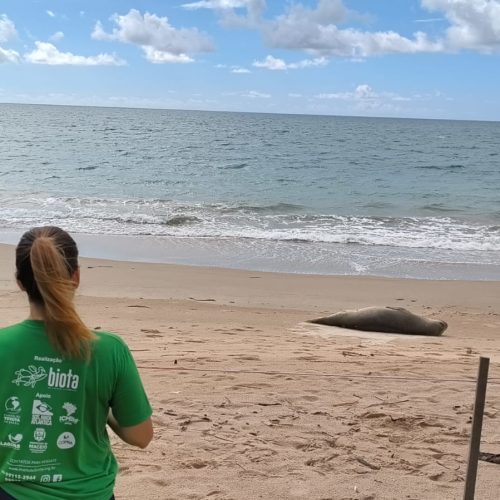 Elefante marinho chama a atenção ao descansar em praia da Barra de Santo Antônio
