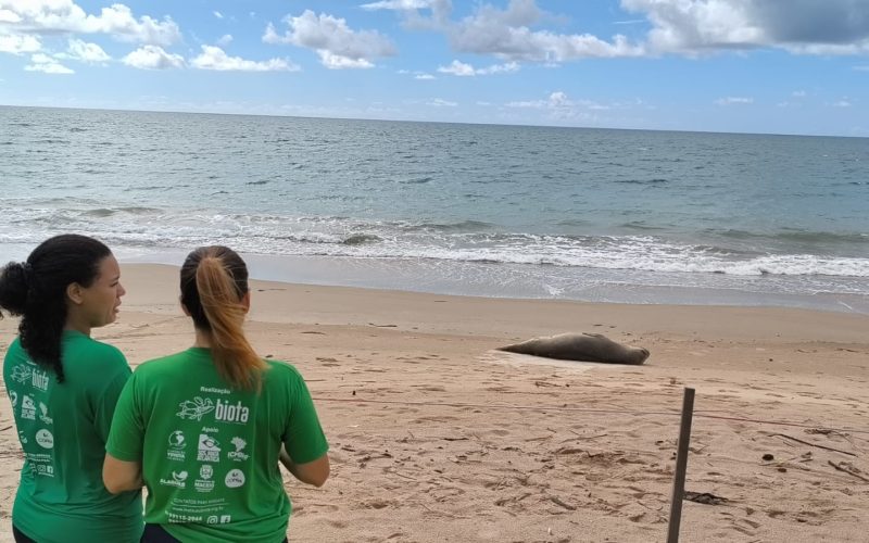Elefante marinho chama a atenção ao descansar em praia da Barra de Santo Antônio
