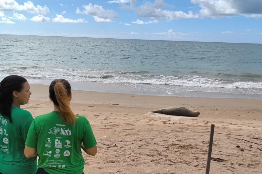 Elefante marinho chama a atenção ao descansar em praia da Barra de Santo Antônio