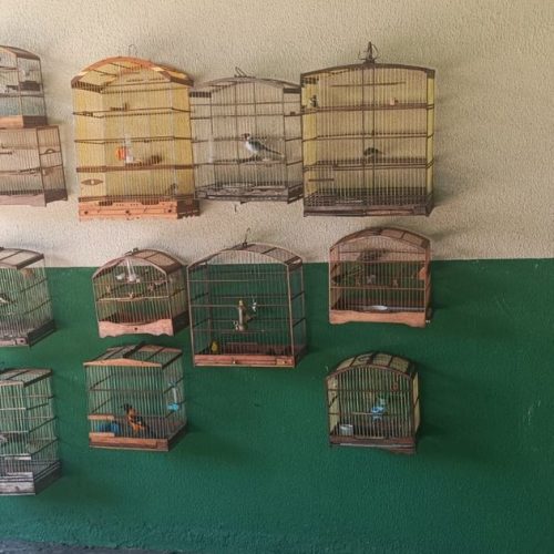 Operação ambiental resgata 36 aves silvestres mantidas em cativeiro ilegal em AL