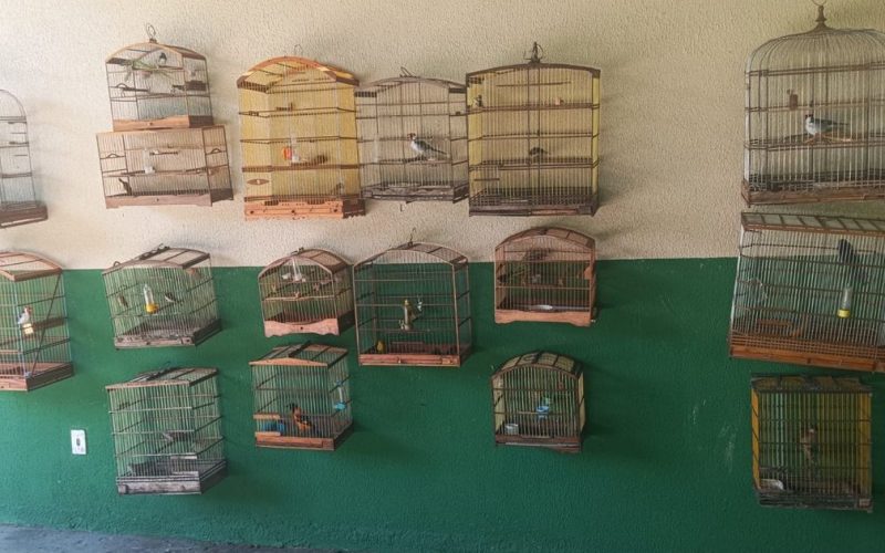 Operação ambiental resgata 36 aves silvestres mantidas em cativeiro ilegal em AL