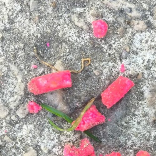 Suspeito de envenenar animais é flagrado por câmeras no Tabuleiro do Martins
