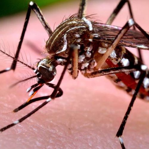 Bebê de 18 dias morre por chikungunya em São Miguel dos Campos, interior de Alagoas