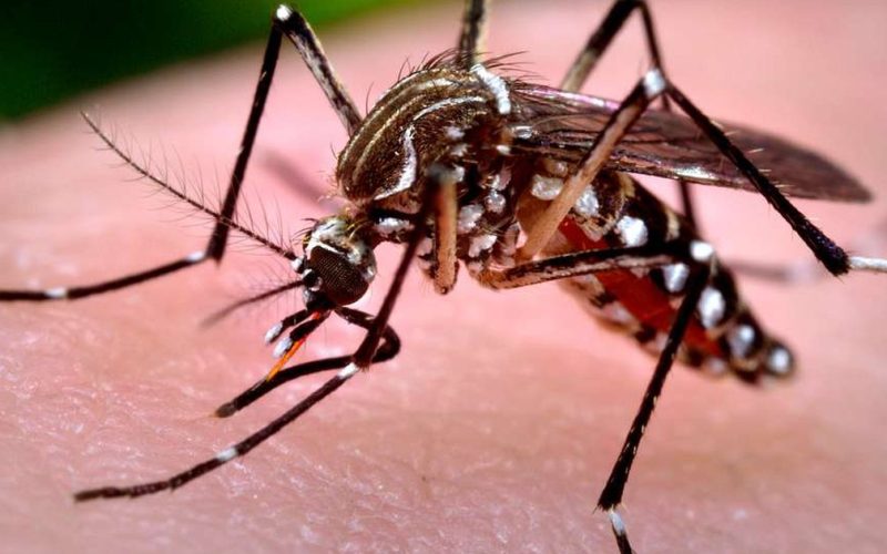 Bebê de 18 dias morre por chikungunya em São Miguel dos Campos, interior de Alagoas