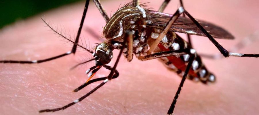 Bebê de 18 dias morre por chikungunya em São Miguel dos Campos, interior de Alagoas