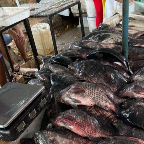 Fiscalização apreende peixes e frutos do mar impróprios para consumo em Arapiraca