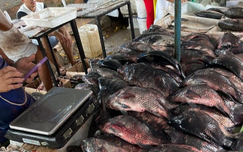 Fiscalização apreende peixes e frutos do mar impróprios para consumo em Arapiraca