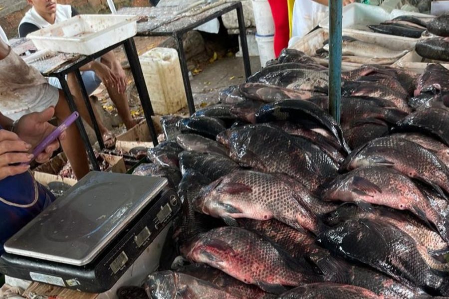 Fiscalização apreende peixes e frutos do mar impróprios para consumo em Arapiraca