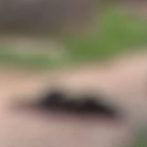 Homem é morto com cerca de 20 tiros durante a madrugada no Benedito Bentes