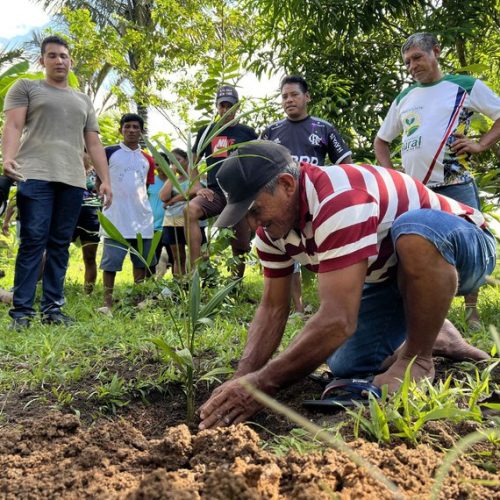 Projeto regulamenta a profissão de manipulador artesanal de açaí