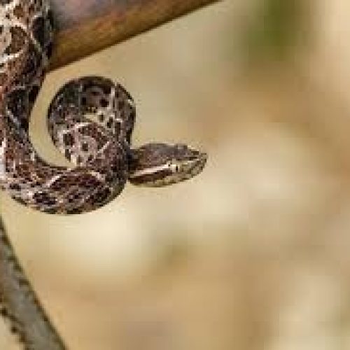 Morador encontra cobra dentro de quarto em Girau do Ponciano