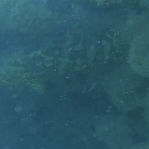 Peixe ameaçado de extinção é visto em Coruripe durante monitoramento marinho