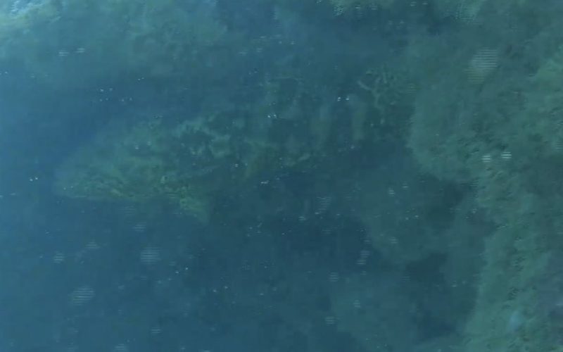 Peixe ameaçado de extinção é visto em Coruripe durante monitoramento marinho