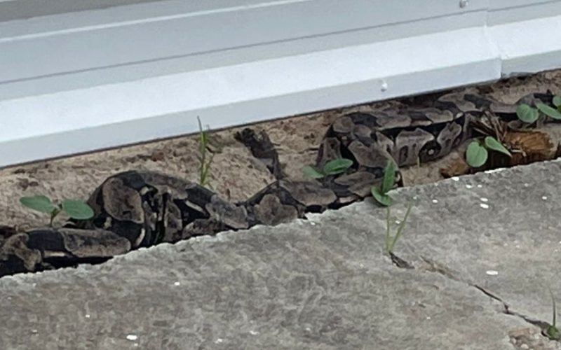 Cobra de 2,30 metros é encontrada em rua de Jacarecica