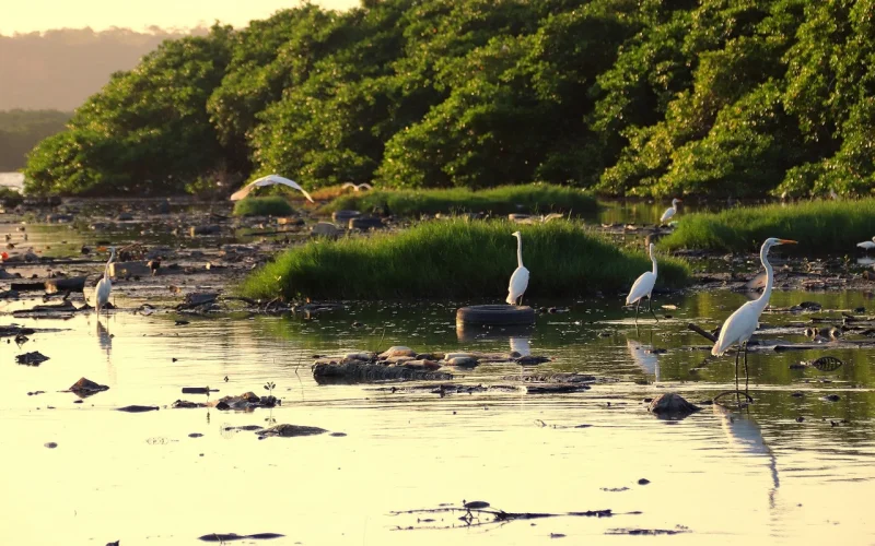 Corpo com marcas de espancamento e tiros é encontrado próximo à Lagoa Mundaú