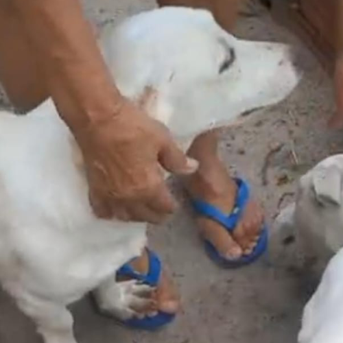 Caso de supostos maus-tratos a cães em caminhonete é esclarecido pela polícia