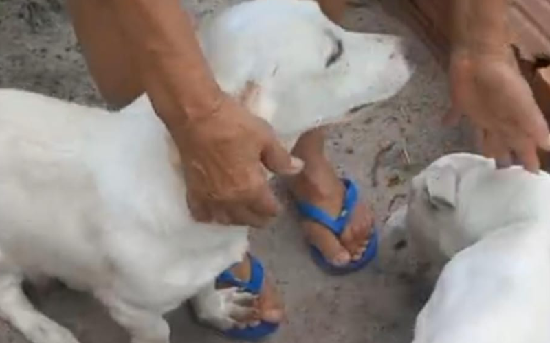 Caso de supostos maus-tratos a cães em caminhonete é esclarecido pela polícia