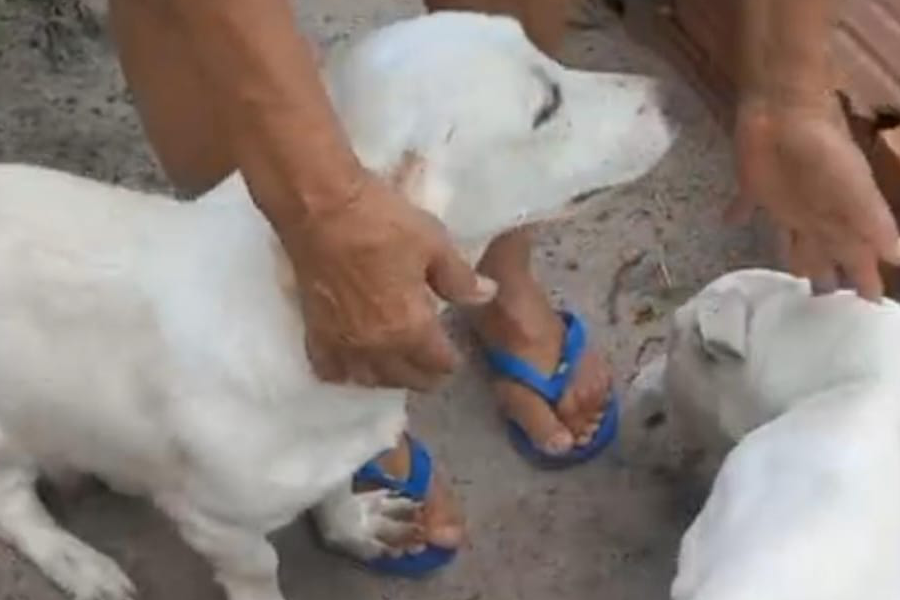 Caso de supostos maus-tratos a cães em caminhonete é esclarecido pela polícia