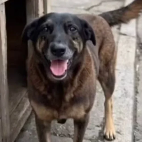 Cão Orelha: “se ele fez alguma coisa e ficar provado, tem que responder”, diz pai de adolescente