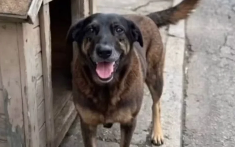 Campanha pedindo a federalização do caso Orelha nas redes sociais repercurte no Congresso