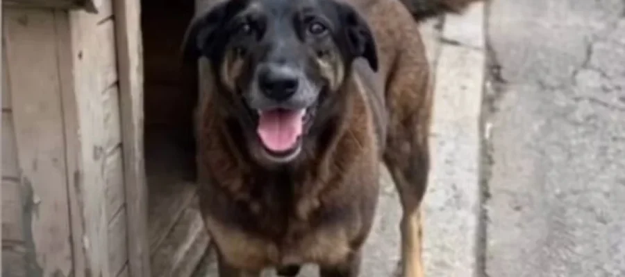 Cão Orelha: adolescente dado como suspeito é inocente e vira testemunha