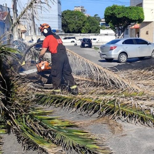 Palmeira cai e bloqueia via no Prado; Bombeiros atuam para liberar trânsito em Maceió