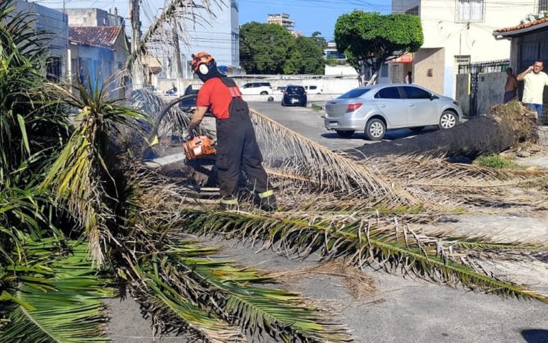 Palmeira cai e bloqueia via no Prado; Bombeiros atuam para liberar trânsito em Maceió