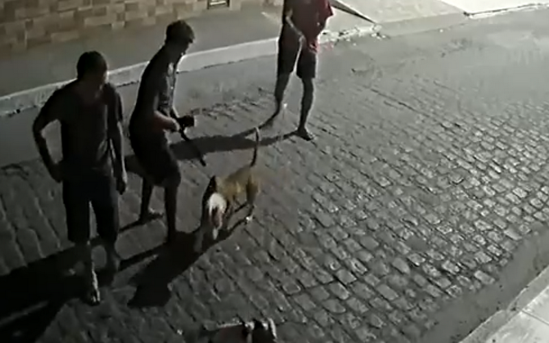 “Tentei separar, mas não consegui”, diz homem que aparece em vídeo de pitbull atacando gato