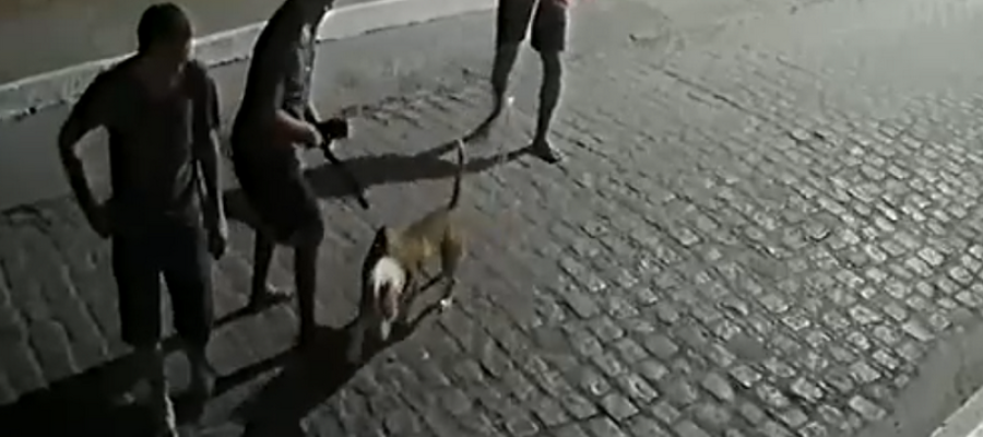 “Tentei separar, mas não consegui”, diz homem que aparece em vídeo de pitbull atacando gato