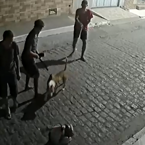 Denúncia: homens estariam promovendo ataques de pitbulls contra gatos em Rio Largo