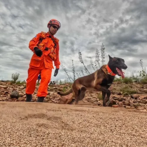 Cão farejador reforça buscas por homem desaparecido após carro ser arrastado pela chuva em Piranhas