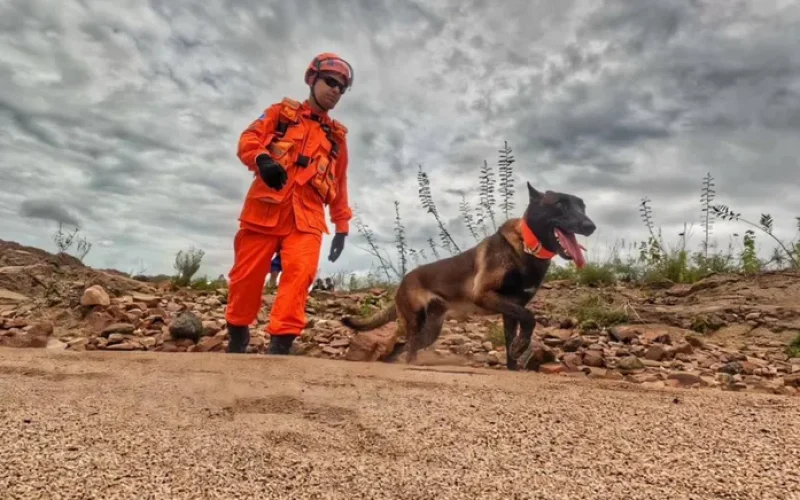 Cão farejador reforça buscas por homem desaparecido após carro ser arrastado pela chuva em Piranhas