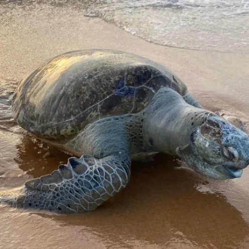 Tartaruga-verde é encontrada morta por banhistas na Praia de Jacarecica, em Maceió