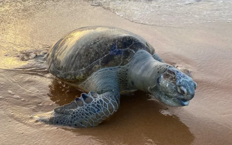 Tartaruga-verde é encontrada morta por banhistas na Praia de Jacarecica, em Maceió