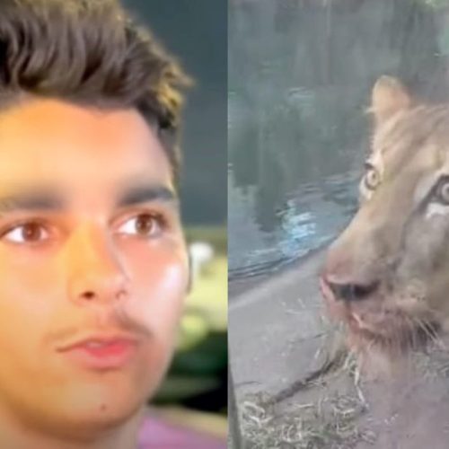 Homem morto por leoa em zoológico já foi preso 10 vezes