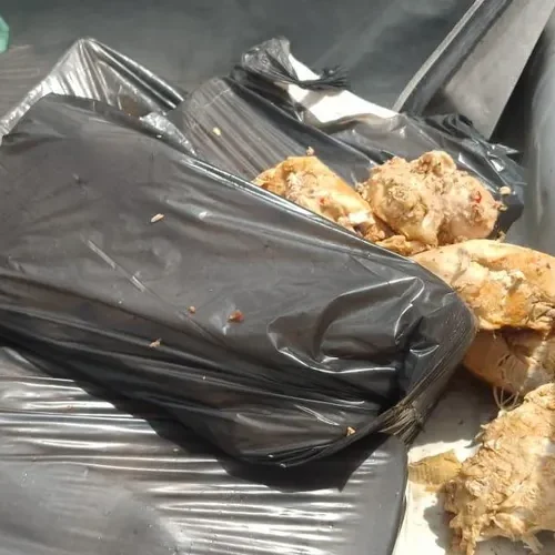 Pastelaria é fechada no Vergel após fiscalização; 300 kg de queijo clandestino são apreendidos