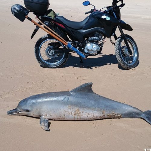 Golfinho de quase 2 metros é encontrado morto na Praia da Barra de Santo Antônio