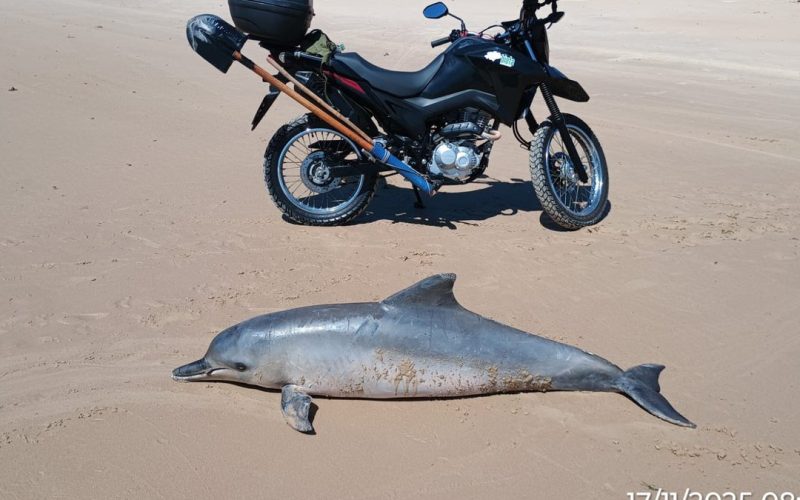 Golfinho de quase 2 metros é encontrado morto na Praia da Barra de Santo Antônio