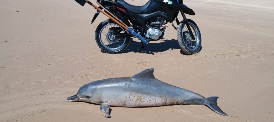 Golfinho de quase 2 metros é encontrado morto na Praia da Barra de Santo Antônio